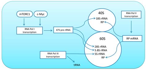 Ijms Free Full Text Skeletal Muscle Recovery From Disuse Atrophy