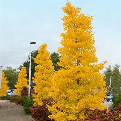 Goldspire Ginkgo Trees For Sale