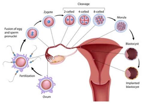Ovulation happens when a woman's luteinizing hormone experiences a surge. Ovulation - what is a menstrual cycle | Health Care «Qsota»