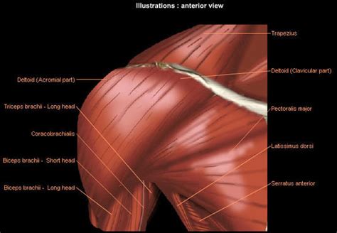 Shoulder: MRI, radiographical, and illustrated anatomical atlas