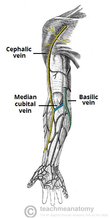 Venous Drainage Of The Upper Limb Basilic Cephalic Teachmeanatomy