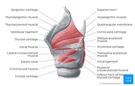 Cricothyroid Origins Insertions Innervation And Action Kenhub