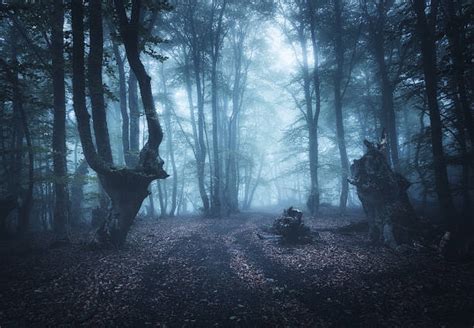 Dark Forest Stock Photos Pictures And Royalty Free Images