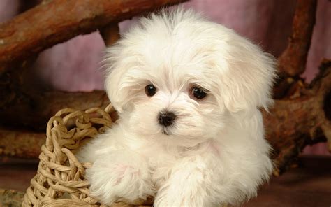 Maltese Cute Puppy Cute Puppy Pictures Cute Dogs Pictures Cute