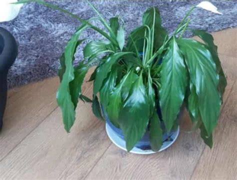 Peace Lily Drooping Outdoorreviewer