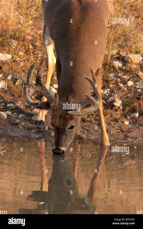 White Tailed Buck In Velvet Stock Photo Alamy