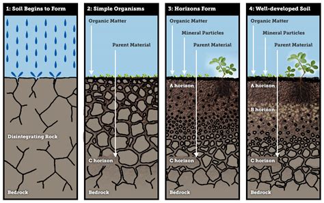This is simply defined as the underlying bedrock on which a soil profile is based different soil profiles can be found in a region with homogenous climatic conditions. Soil Formation and Soil Types - CivilArc