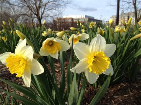 Nilsen Landscape Design Naturalizing Flower Bulbs For Early Spring Color
