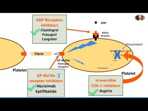 Mechanisms Of Action Of Antiplatelet Agents Aspirin In Open I My Xxx