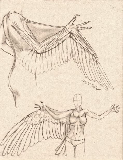 Anthro Avian Armwing Comparative Anatomy Study By Russelltuller On