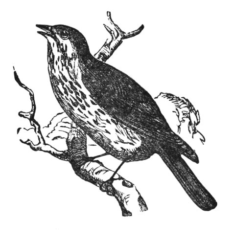 Vintage Clip Art Bird Illustration