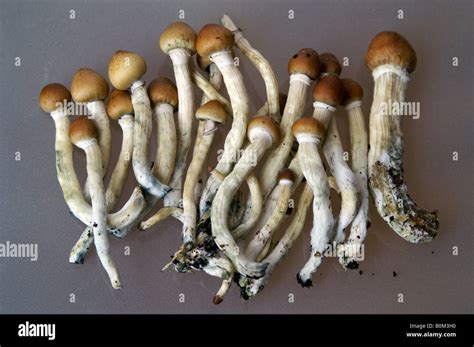 Psilocybe Cubensis Alucinógeno Magic Mushroom Fotografía De Stock Alamy