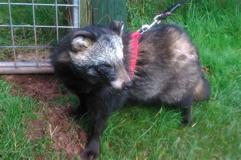 Families Are Buying Wild Raccoon Dogs As Pets For As Little As £60