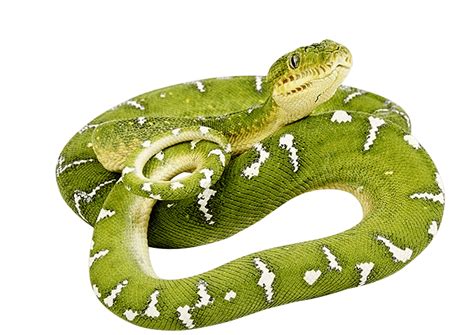 Green Anaconda Png Photos Png Mart