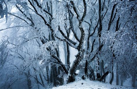 Download Ice Snow Tree Forest Nature Winter Hd Wallpaper