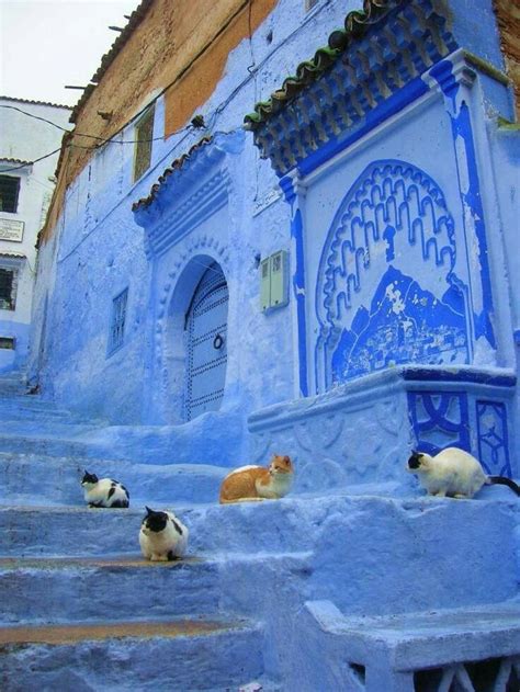 Blue City Morocco Beautiful Cats Cats Morocco