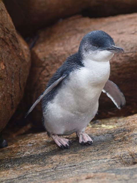 Fairy Penguin By Alastair Heslop 500px Penguins Australian Animals