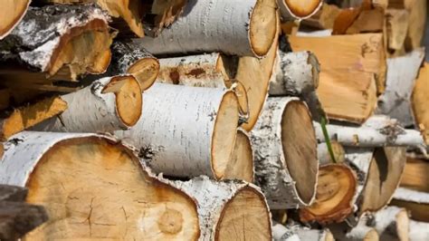 Birch Vs Maple Drums Whats The Best Wood For Drum Shells