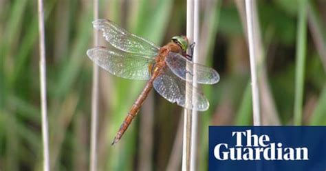 In Pictures A Celebration Of The British Dragonfly Environment The