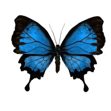 Animation Buterfly Clipart Best