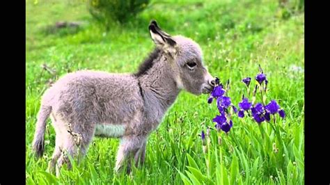 Lay out beautiful artwork and trending patterns from independent artists across the world. Cute Donkeys - YouTube