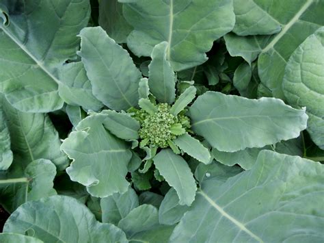 Therefore, the planting of broccoli seed should be. A Kitchen Garden in Kihei Maui: Growing Broccoli in Kihei