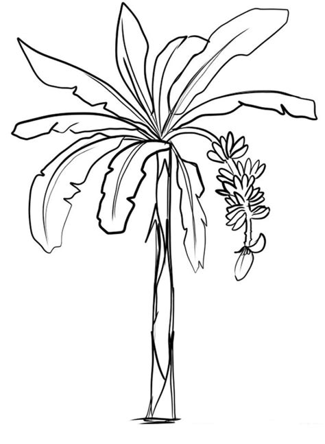 Banana Tree Coloring Book To Print And Online