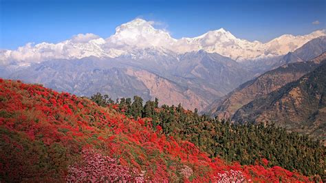 Dhaulagiri Peak With Spring Blossoming Rhododendron Forest Himalayas
