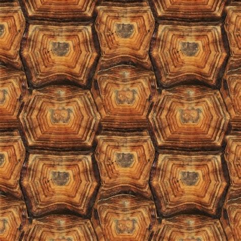 Here we draw a kind of half circles. Tortoise Shell 23 Pattern