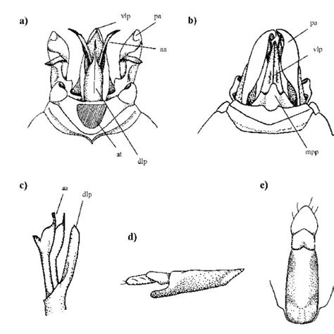 anabunda minuta a male terminalia dorsal view with anal tube download scientific diagram