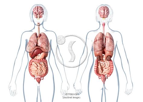 Female anatomy includes the external genitals, or the vulva, and the internal reproductive organs, which include the ovaries and the uterus. Female anatomy internal organs, rear and front views, on white background. | Stocktrek Images