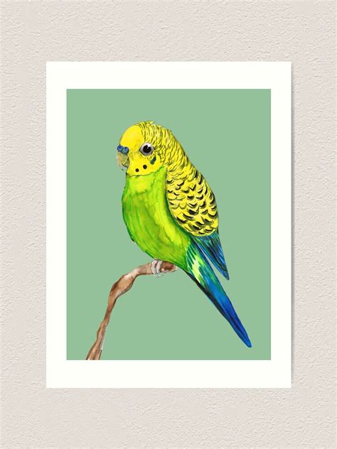 Cute Green Budgie Art Print For Sale By Bwiselizzy Redbubble