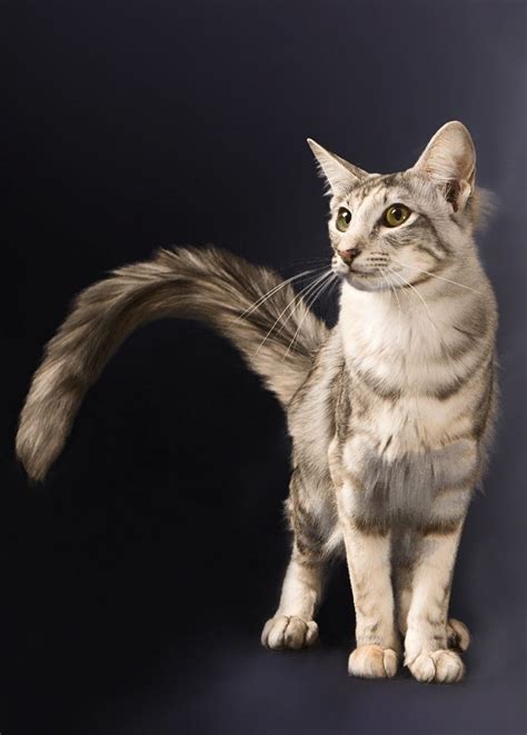 Oriental Longhair Cat Info, Temperament, Care, Training, Pictures | Cat ...