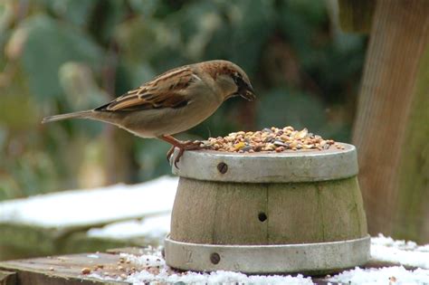 Eating Like A Bird What They Crave And Other Fun Feeding Facts Chirp