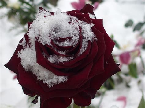Goodinfo Red Rose In Snow Pictures