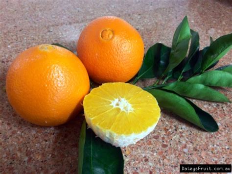 Dwarf Orange Navelina Tree - Citrus sinensis