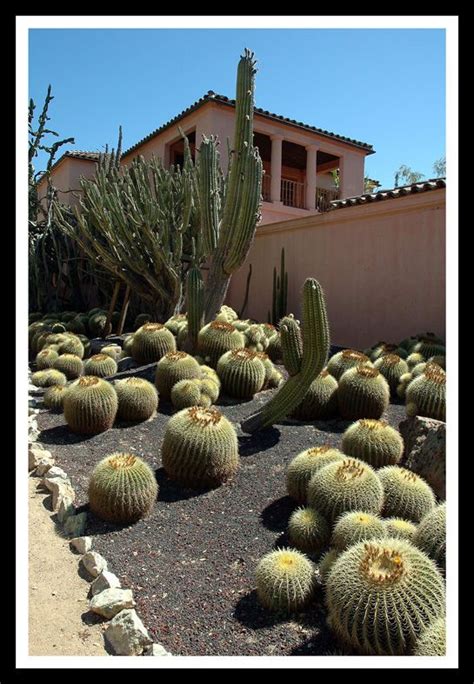 Love Me Some Cactus Succulent Rock Garden Arizona Gardening Xeriscape