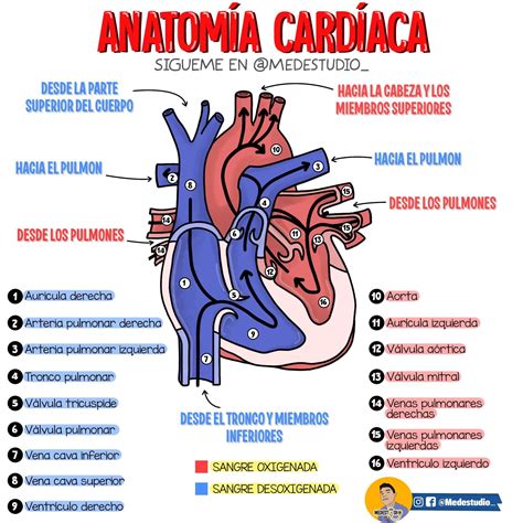 Anatomía Cardiaca Anatomia Cardiaca Anatomía Anatomía Médica