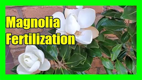 How To Fertilize Magnolias Fertilizer For Little Gem Magnolia Trees
