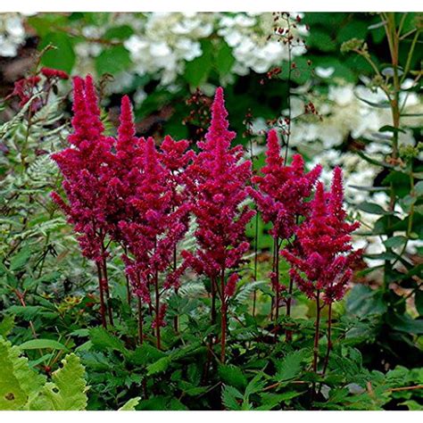 Visions In Red Astilbe Shade Perennial Live Plant Quart Pot