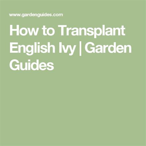 How To Transplant English Ivy Garden Guides English Ivy Garden
