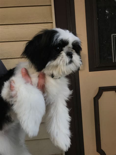 They are among the fourteen oldest dog breeds in the world, and chinese archaeologists have dated their uncovered bones to around 8000bc. Shih Tzu Puppies For Sale | Milwaukee, WI #225149