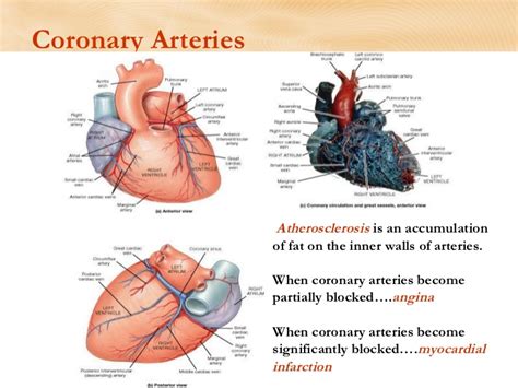 The heart requires a continuous supply of oxygen to function and survive, much like any other tissue or organ of the body. Heart Anatomy and Physiology:Review