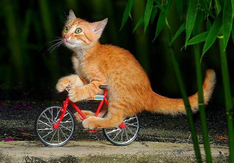 Funny Animals On Bike Beautifull Pictures And Wallpapers Funny And