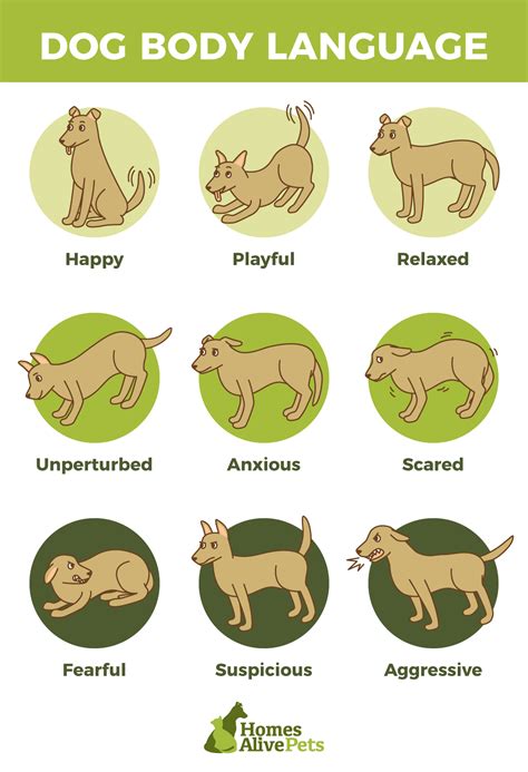 How To Read And Understand Your Dogs Body Language