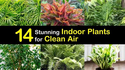 14 Stunning Indoor Plants For Clean Air