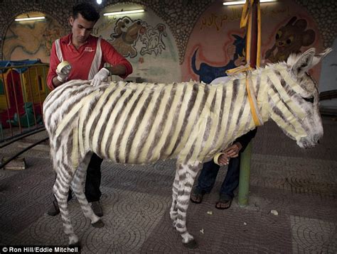 Ass Good As New Donkey Who Was Spray Painted To Look Like A Zebra Back