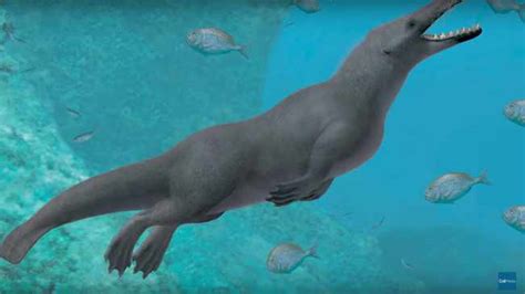 Ancient Four Legged Whale From Peru Roamed On Land Swam In Sea