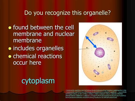 Ppt Do You Recognize This Organelle Powerpoint Presentation Free