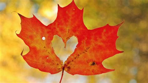 Maple Leaf Love Grateful Trees And Bees